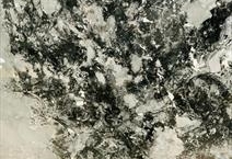 Calacatta Black